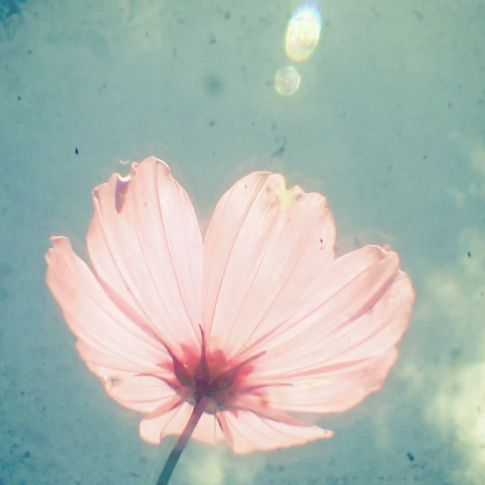 Sono felice pellicola backlit da Cassia Beck Photography