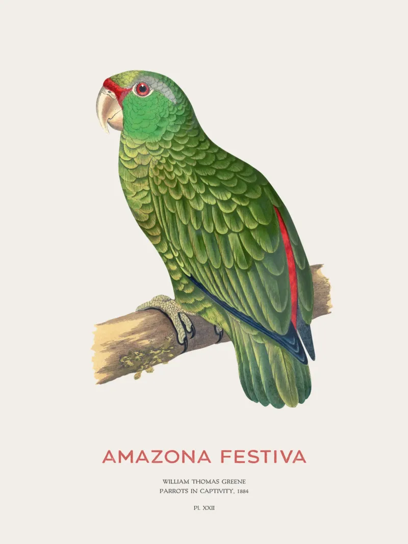 Pappagallo festivo o Amazona festiva pannello forex da Vintagrafica