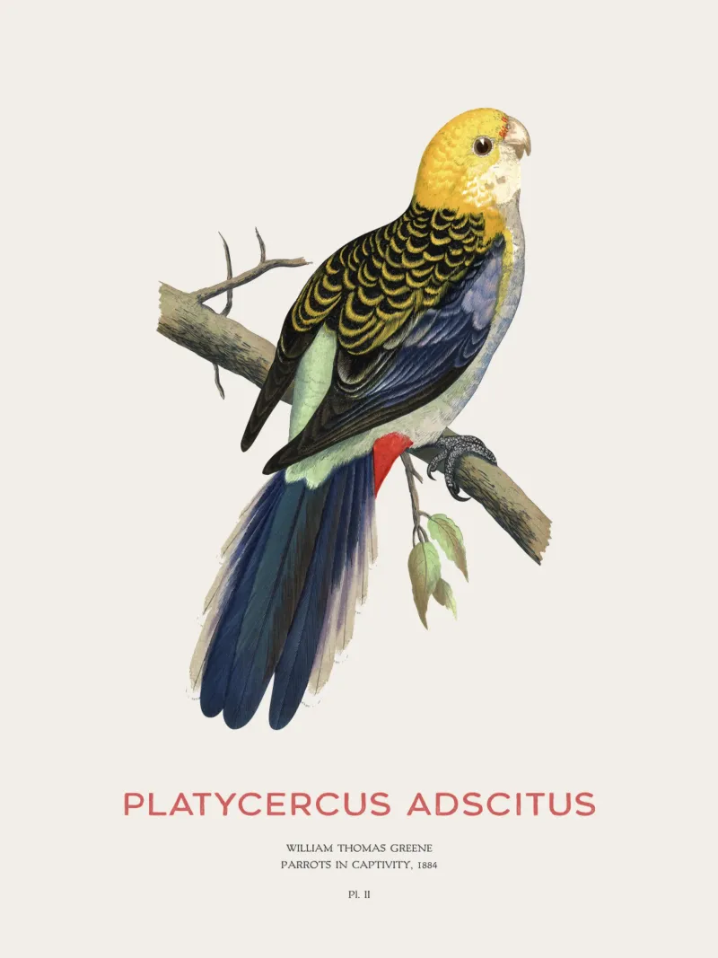 Blassköpfige Rosella oder Platycercus adscitus Backlit Folie von Vintagrafica