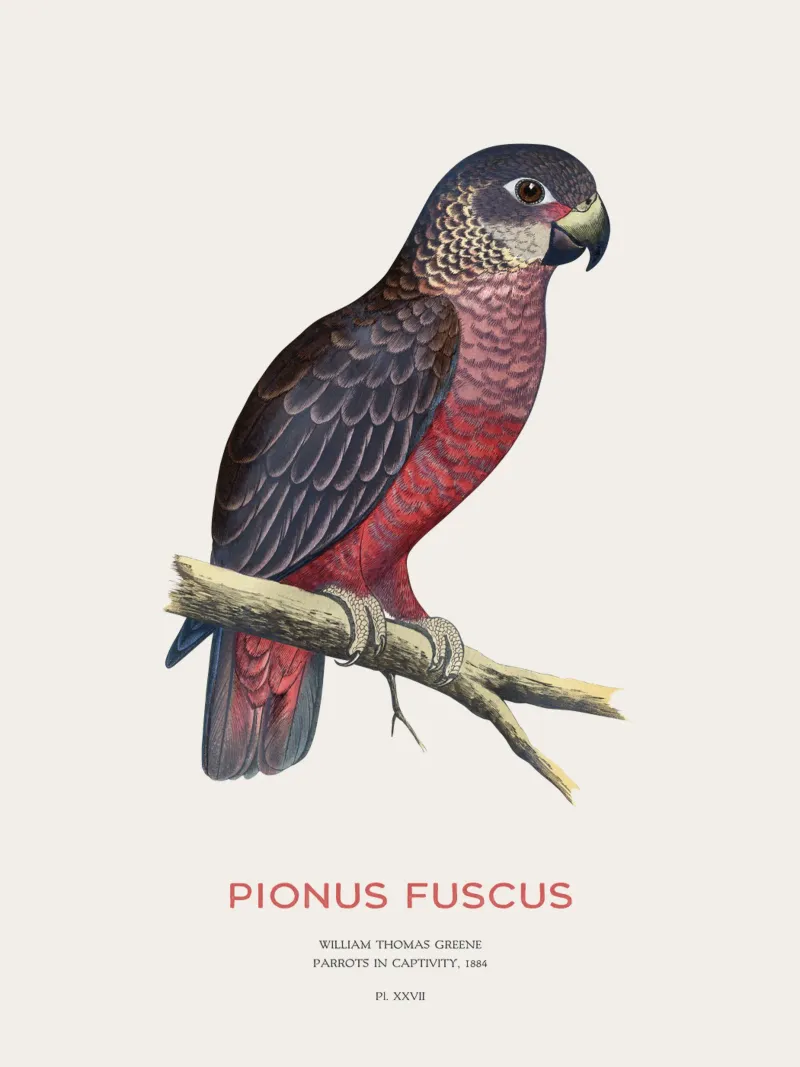 Pappagallo crepuscolare o Pionus fuscus carta hahnemühle da Vintagrafica