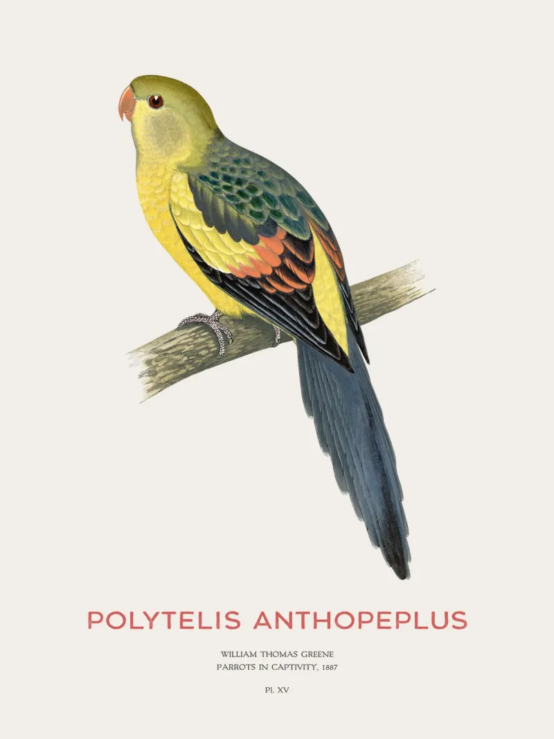 Pappagallo reggente o Polytelis anthopeplus pellicola backlit da Vintagrafica