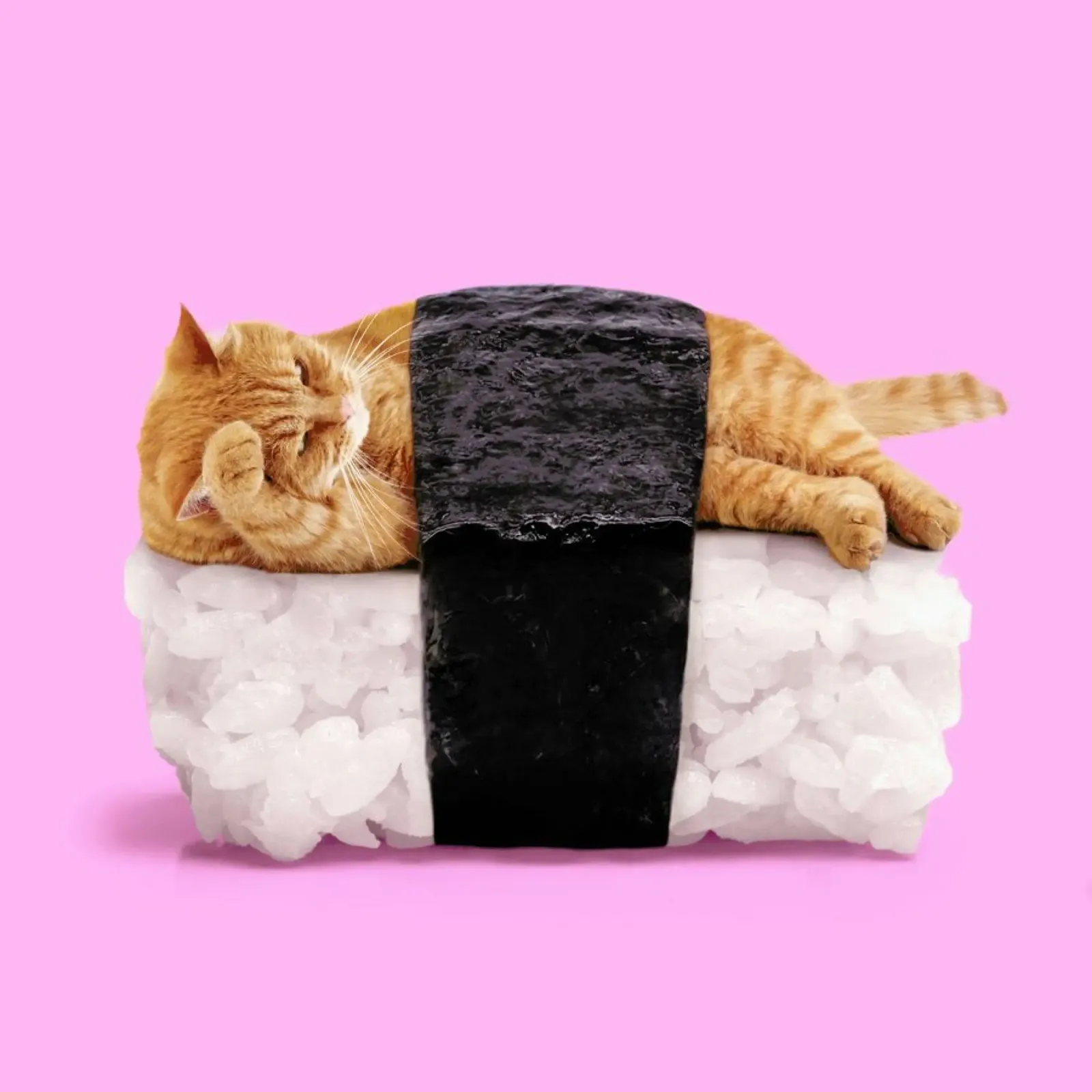 Sushi Cat pellicola backlit da Paul Fuentes Design