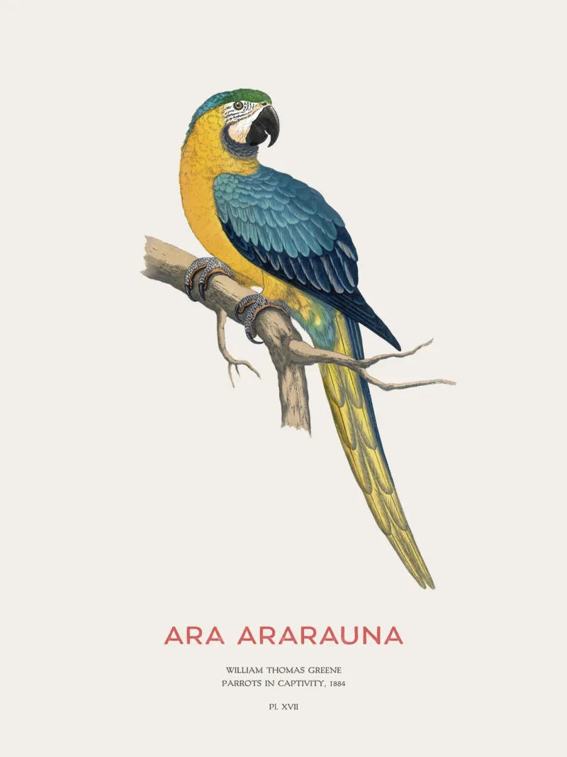 Ara blu e gialla o Ara ararauna carta hahnemühle da Vintagrafica