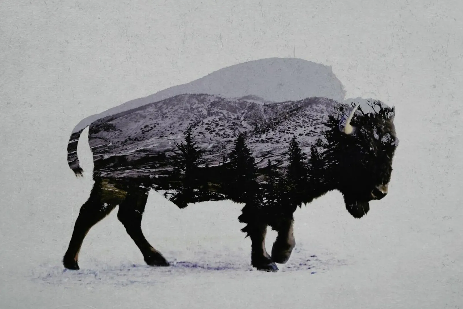 The American Bison poster con telaio in plastica da Davies Babies