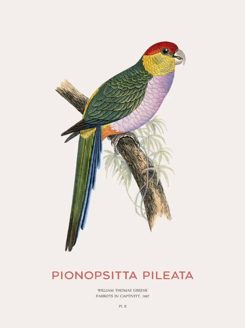 Zuid-Amerikaanse heipapegaai of Pionopsitta pileata canvas van Vintagrafica
