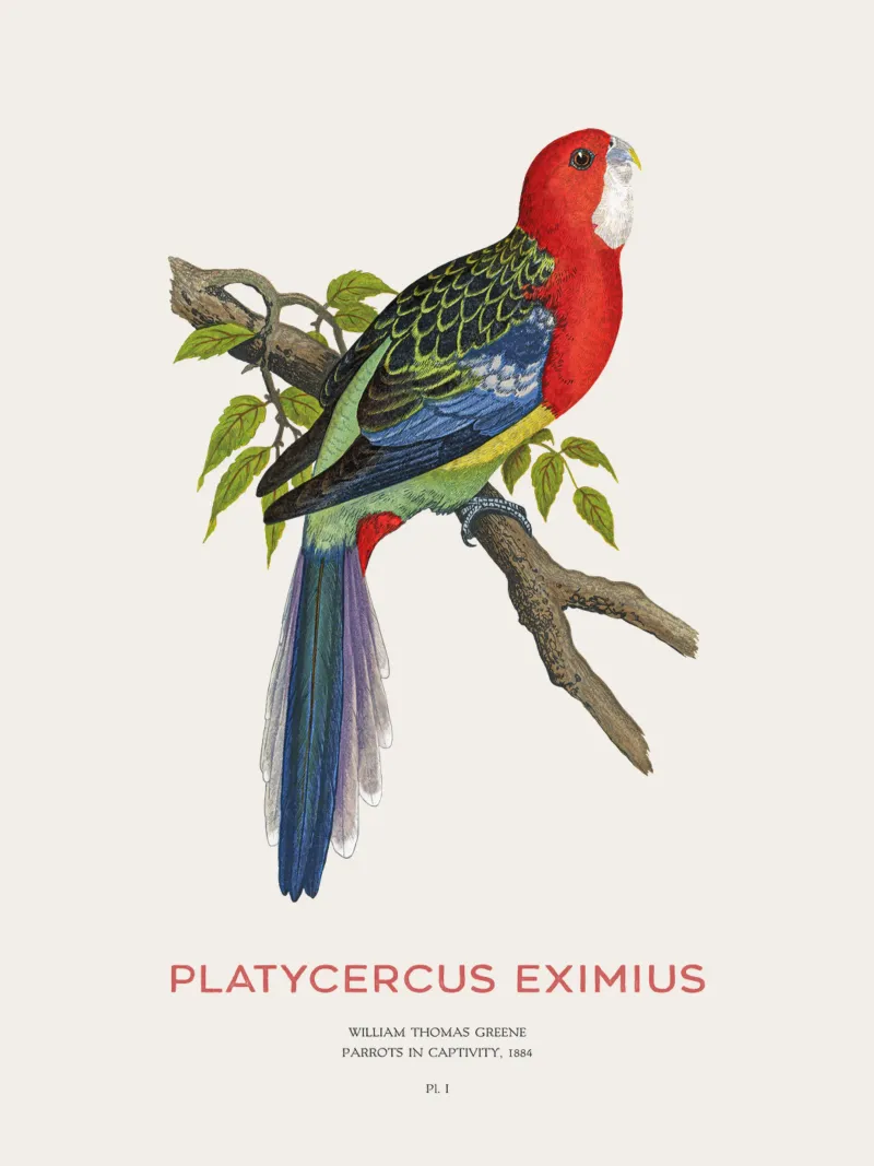 Rosella orientale o Platycercus eximius pellicola backlit da Vintagrafica