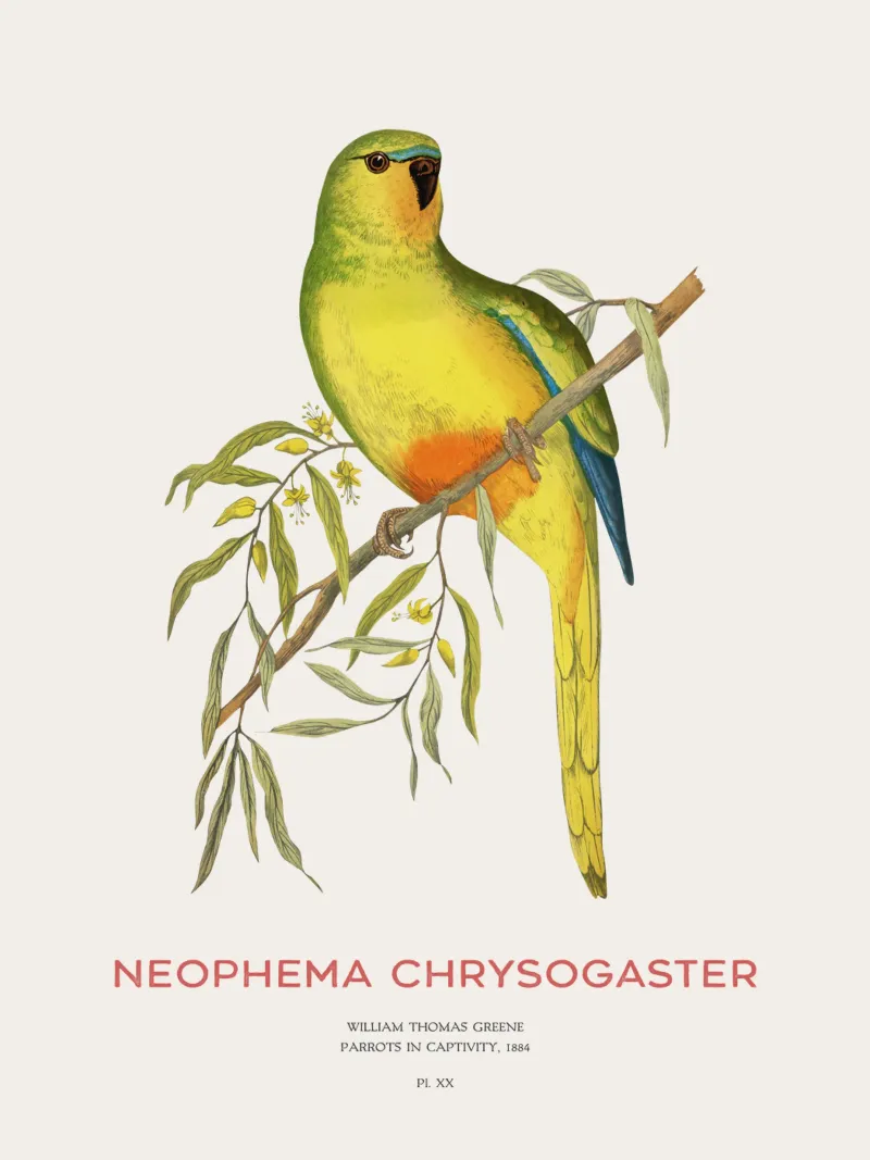 Pappagallo dal ventre arancione o Neophema chrysogaster pellicola backlit da Vintagrafica