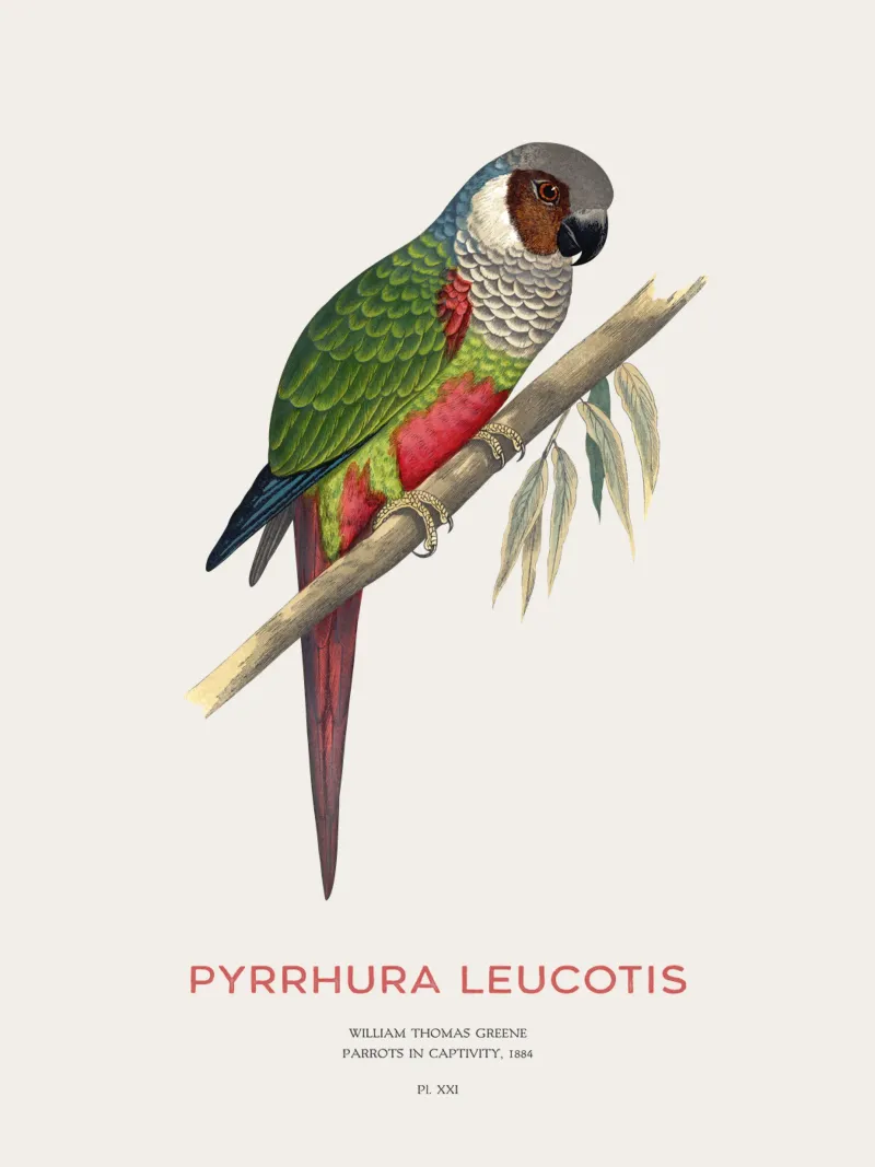 Weißohrsittich oder Pyrrhura leucotis Hahnemühle von Vintagrafica