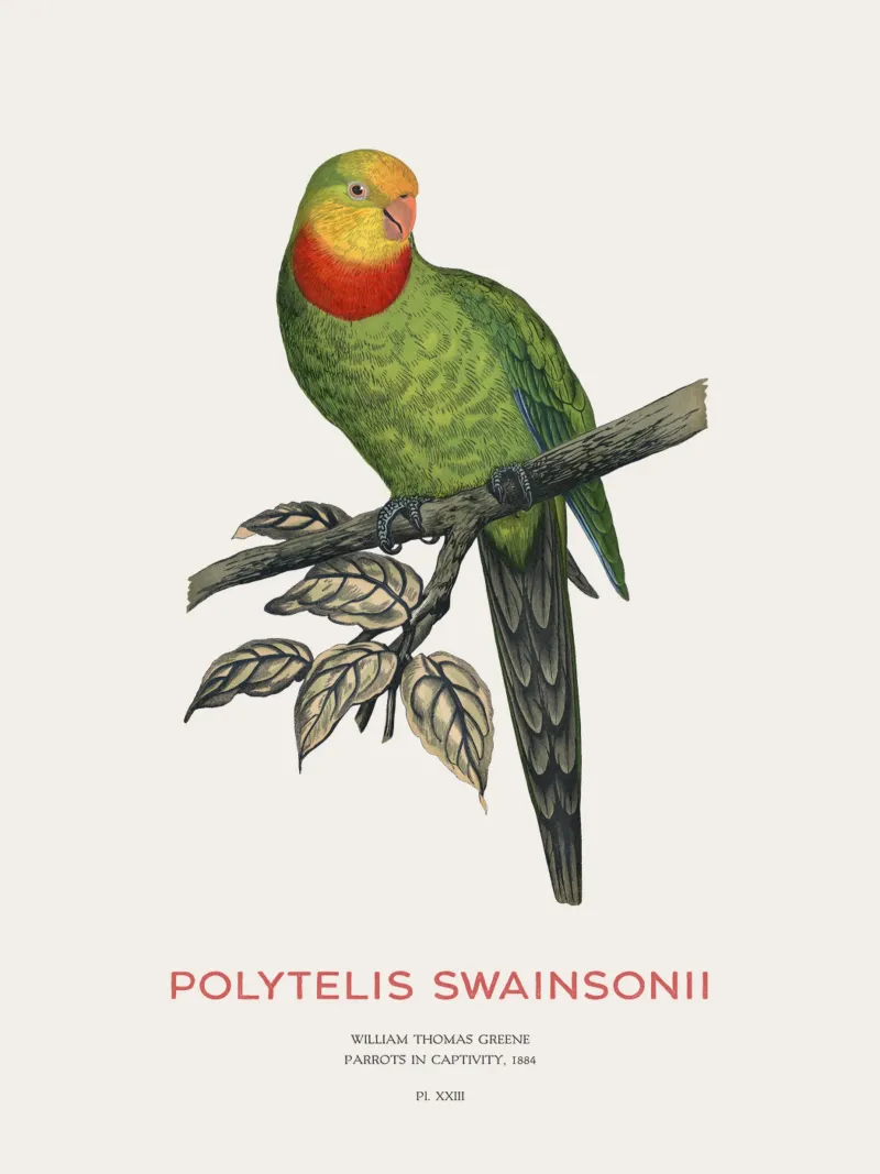 Pappagallo superbo o Polytelis swainsonii plexiglass da Vintagrafica