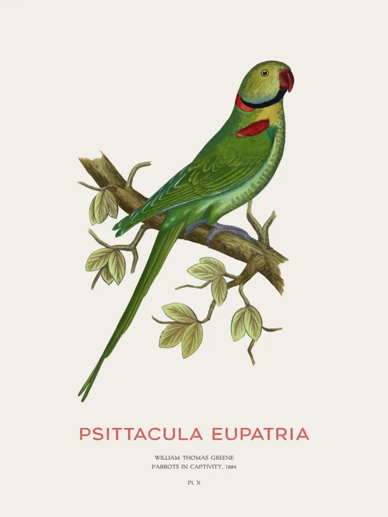 Alexandriner-Sittich oder Psittacula eupatria Hahnemühle von Vintagrafica