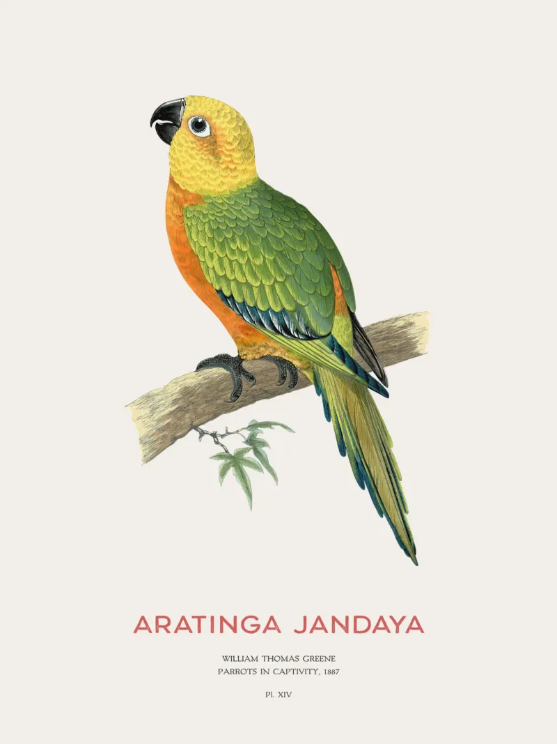 Jandaya-Sittich oder Aratinga jandaya Hahnemühle von Vintagrafica