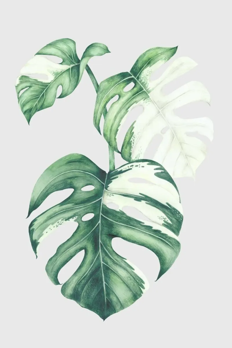 Tropical No. 5 carta hahnemühle da typealive