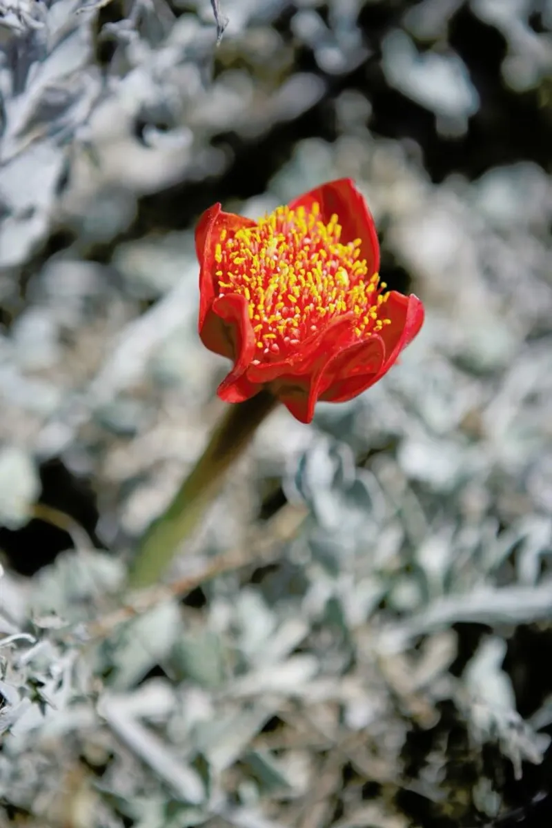 Mountain Flower poster con telaio in alluminio da Shot By Clint