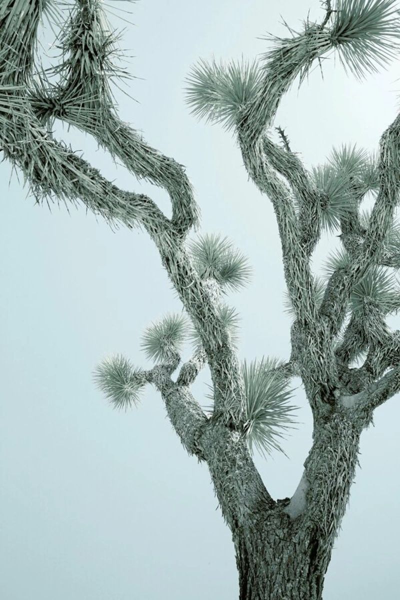 Joshua Tree poster da Shot By Clint