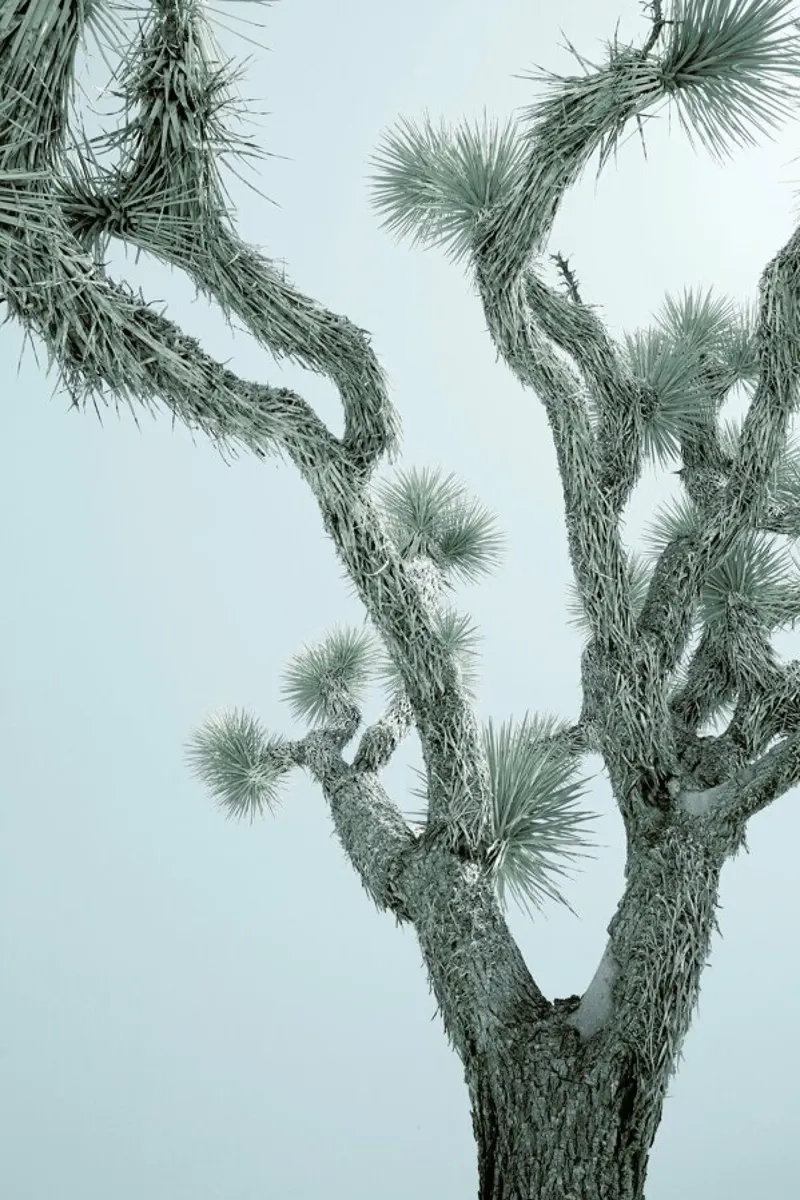 Joshua Tree Acryl-Glas von Shot By Clint