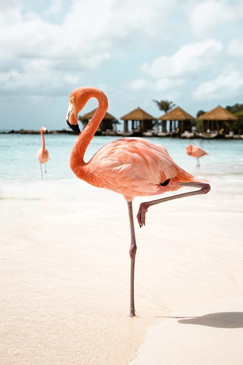 Fenicottero rosa tropicale pellicola backlit da Henrike Schenk Photography