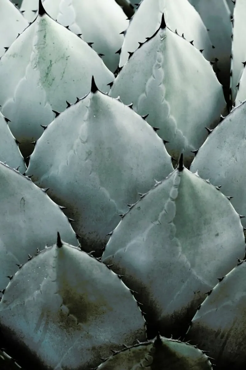 Agave pellicola backlit da Shot By Clint