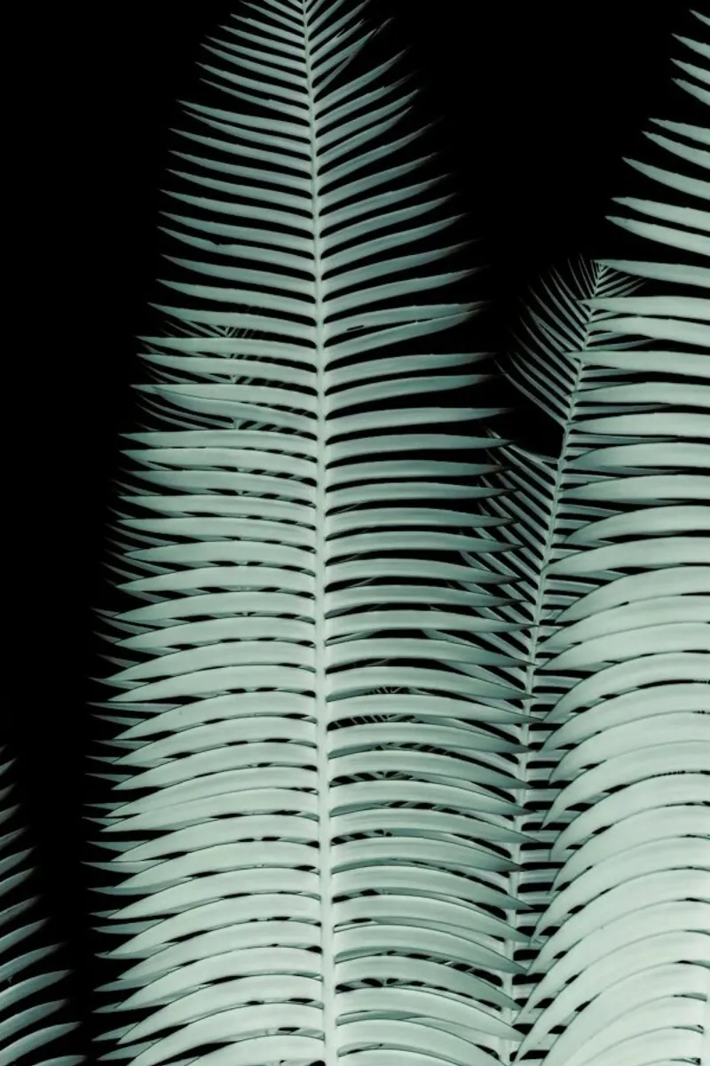 Cycas pellicola backlit da Shot By Clint