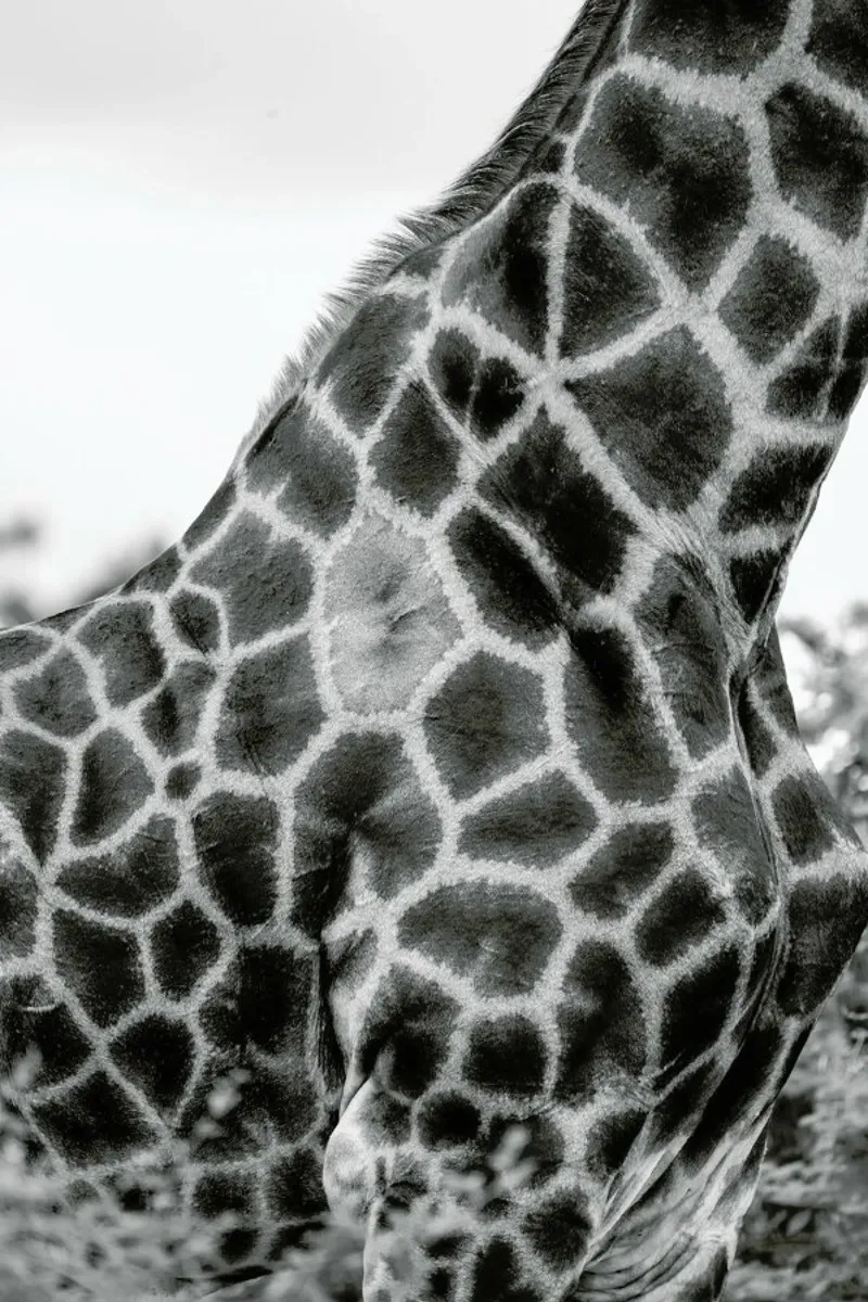 Giraph detail pellicola backlit da Shot By Clint