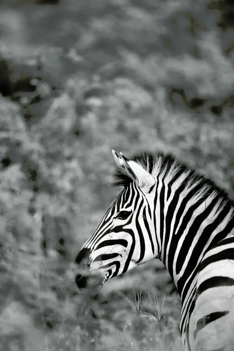 Zebra pellicola backlit da Shot By Clint
