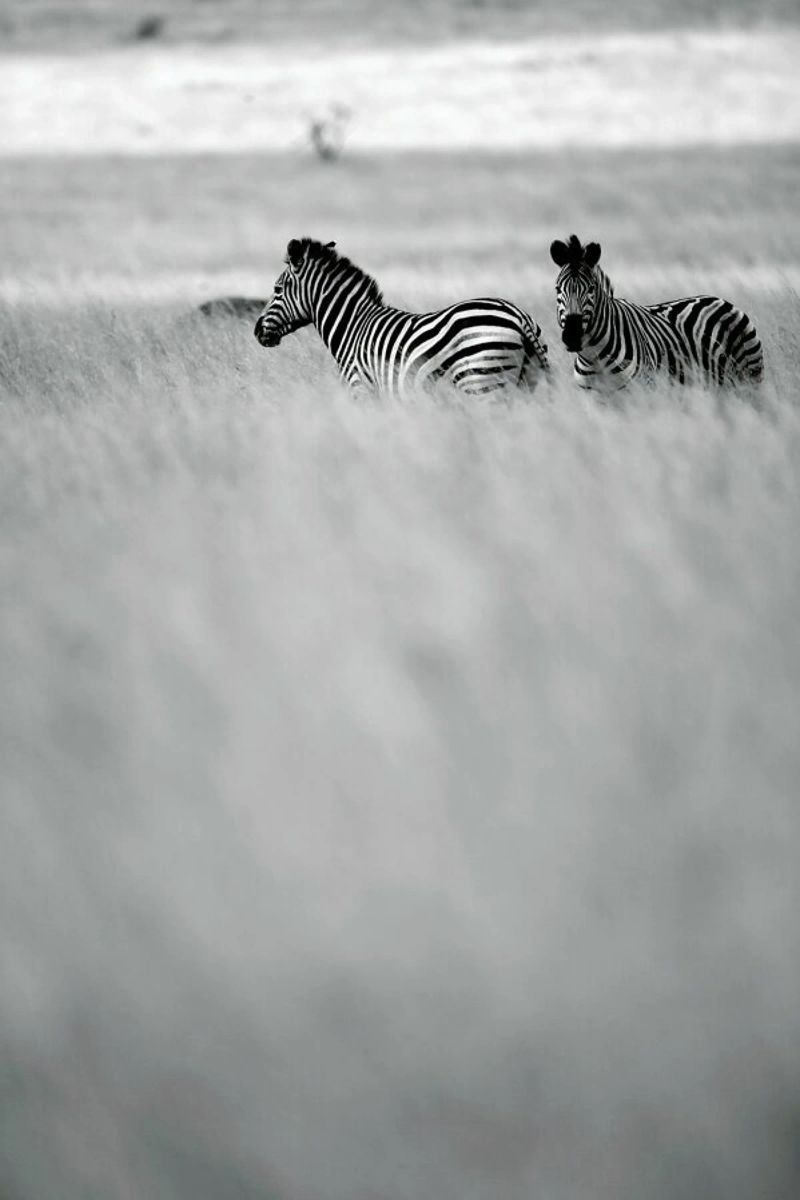 Zebra Pair pellicola backlit da Shot By Clint