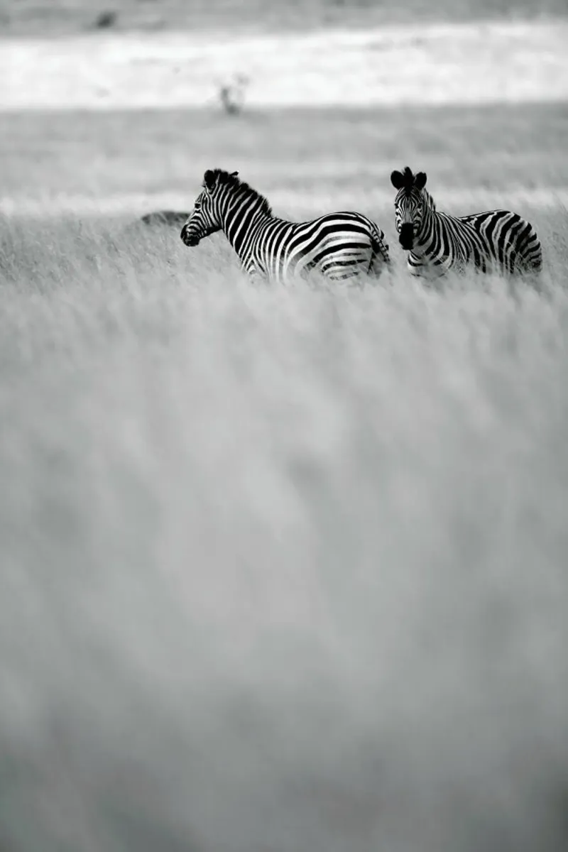 Zebra Pair alluminio dibond da Shot By Clint