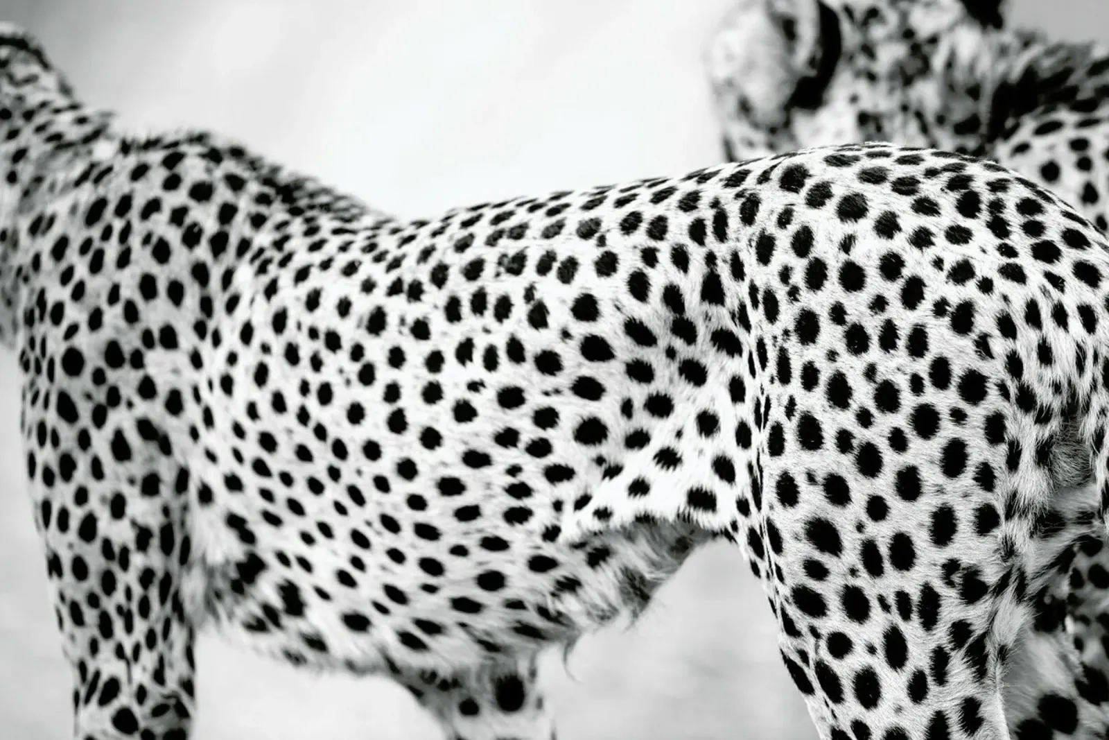 Cheetah pellicola backlit da Shot By Clint