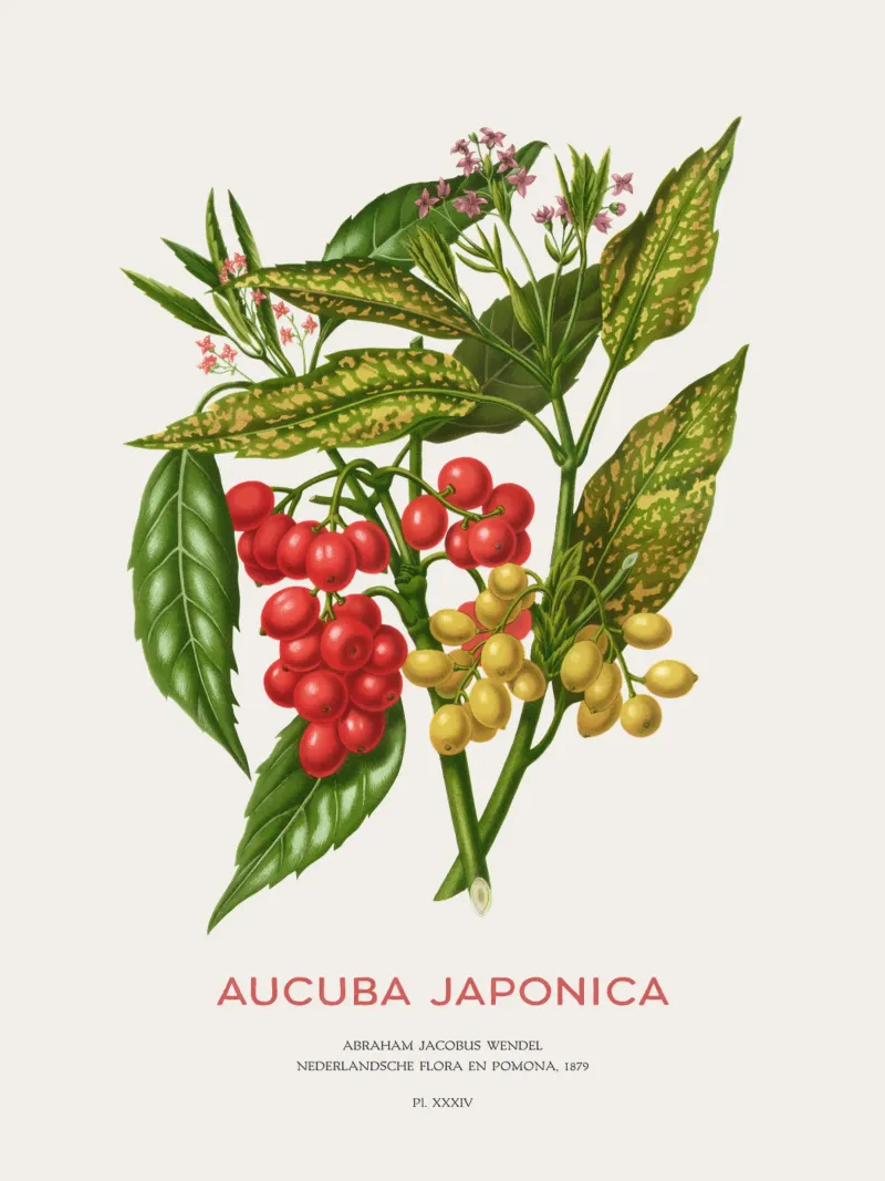 Aucuba japonica o Alloro maculato poster con telaio in legno da Vintagrafica