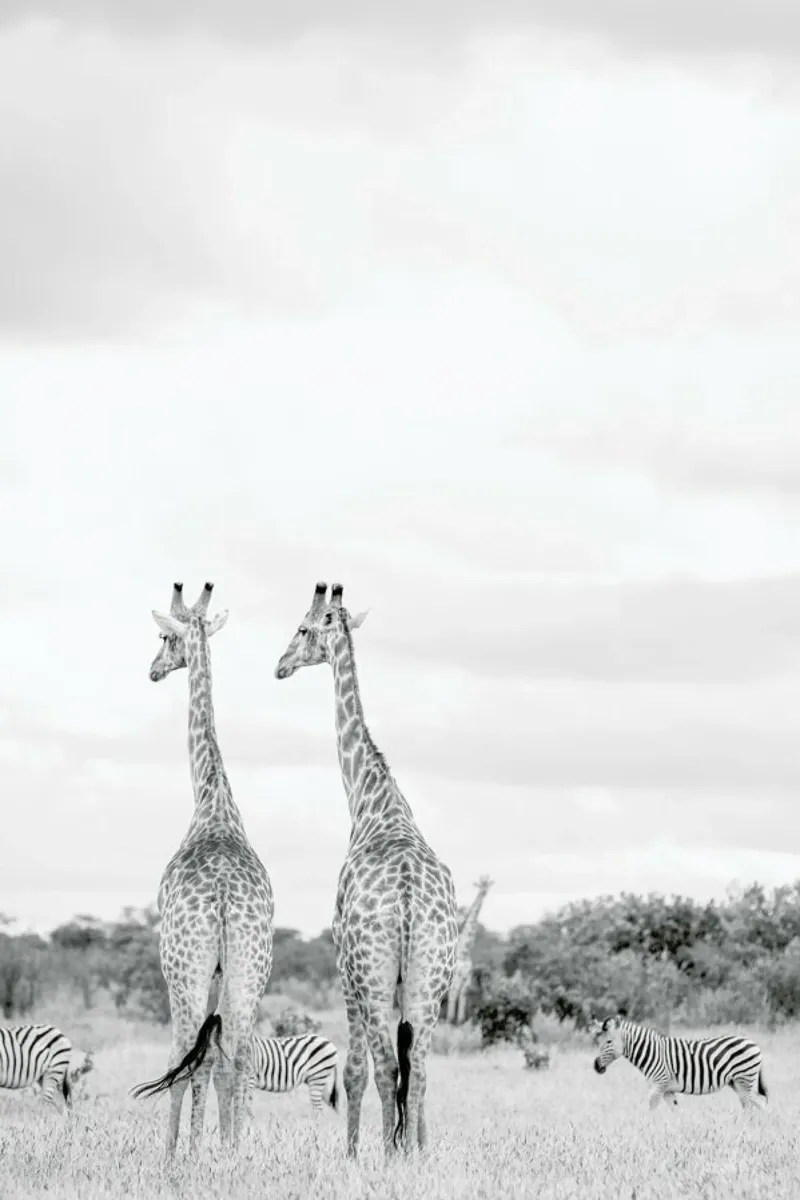 Giraph couple pellicola backlit da Shot By Clint