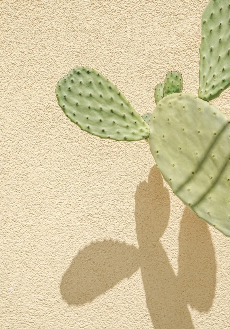 Cactus Gioco di ombre pellicola backlit da Henrike Schenk Photography