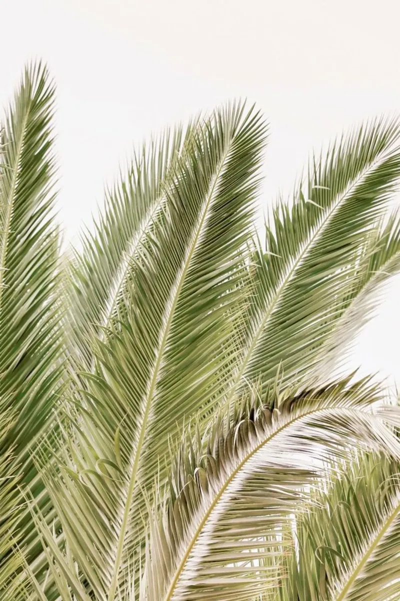 Oasis Palm 1 pellicola backlit da Shot By Clint