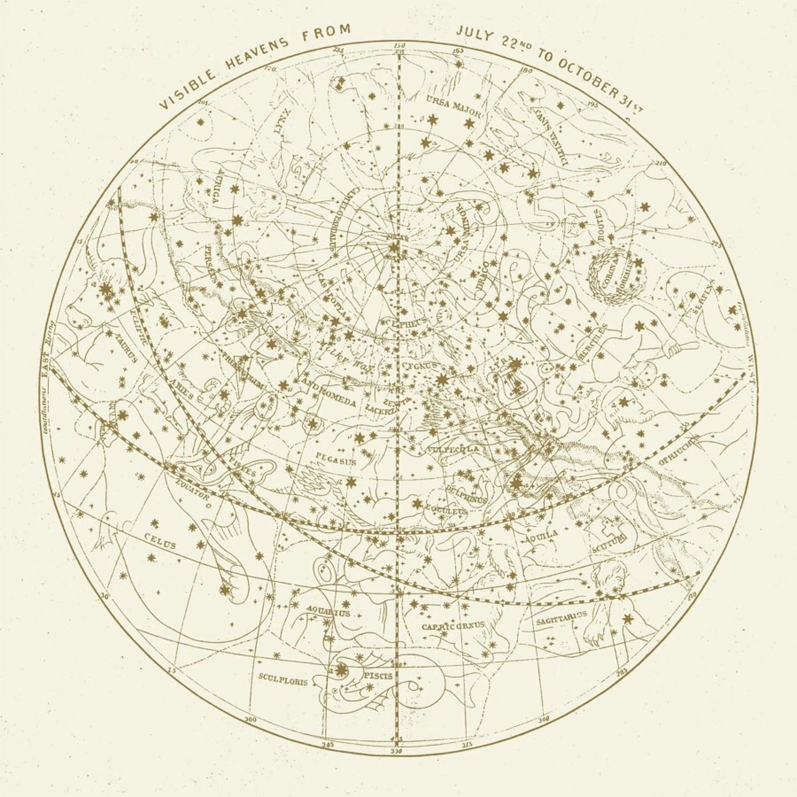 Visible Heavens Gold toile de Astër