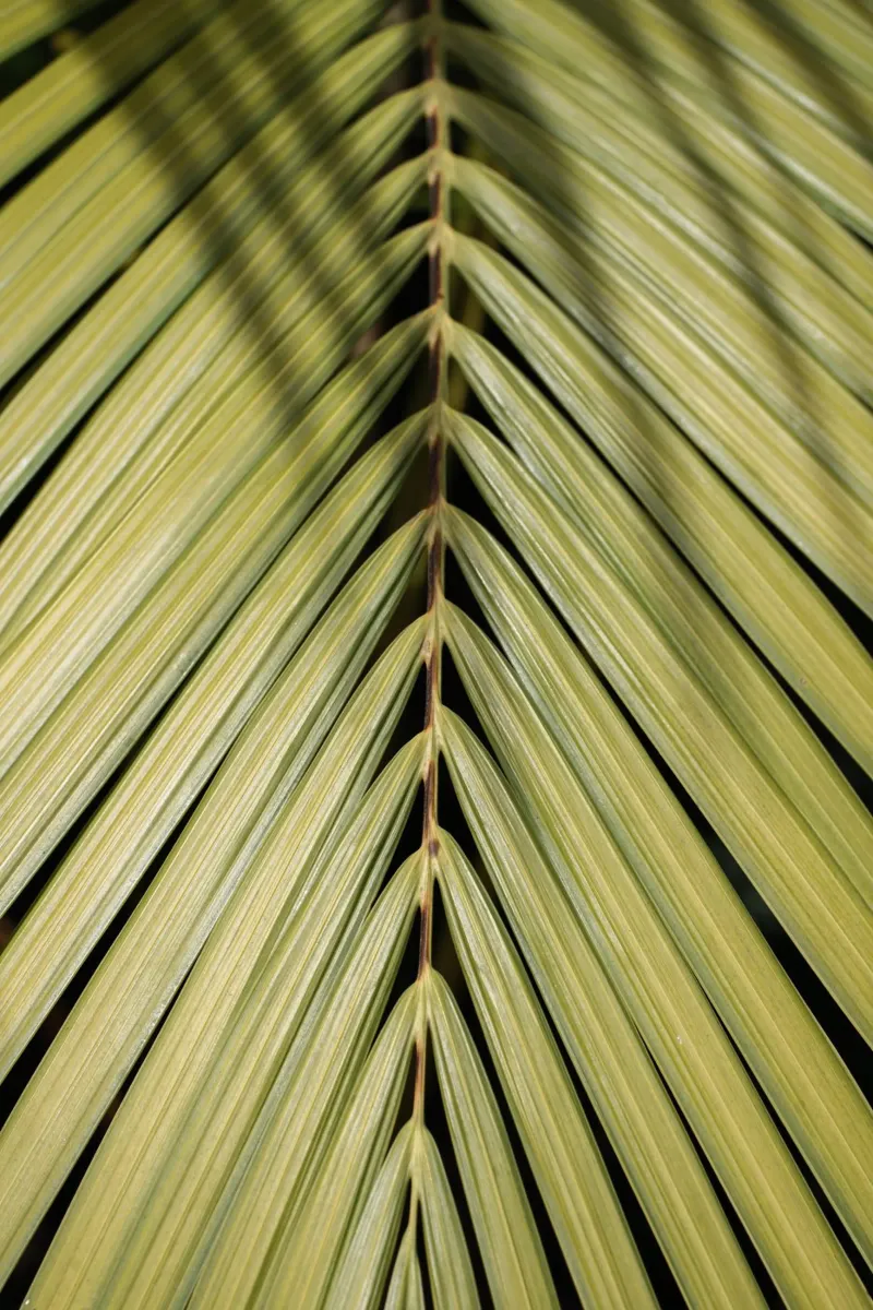 Palma tropicale pellicola backlit da Henrike Schenk Photography