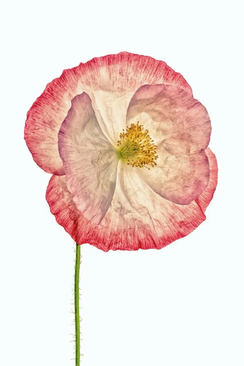 Poppy 3 pellicola backlit da Curious Collections by Marielle Leenders