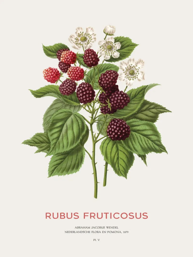 Blackberry or Rubus fruticosus poster by Vintagrafica