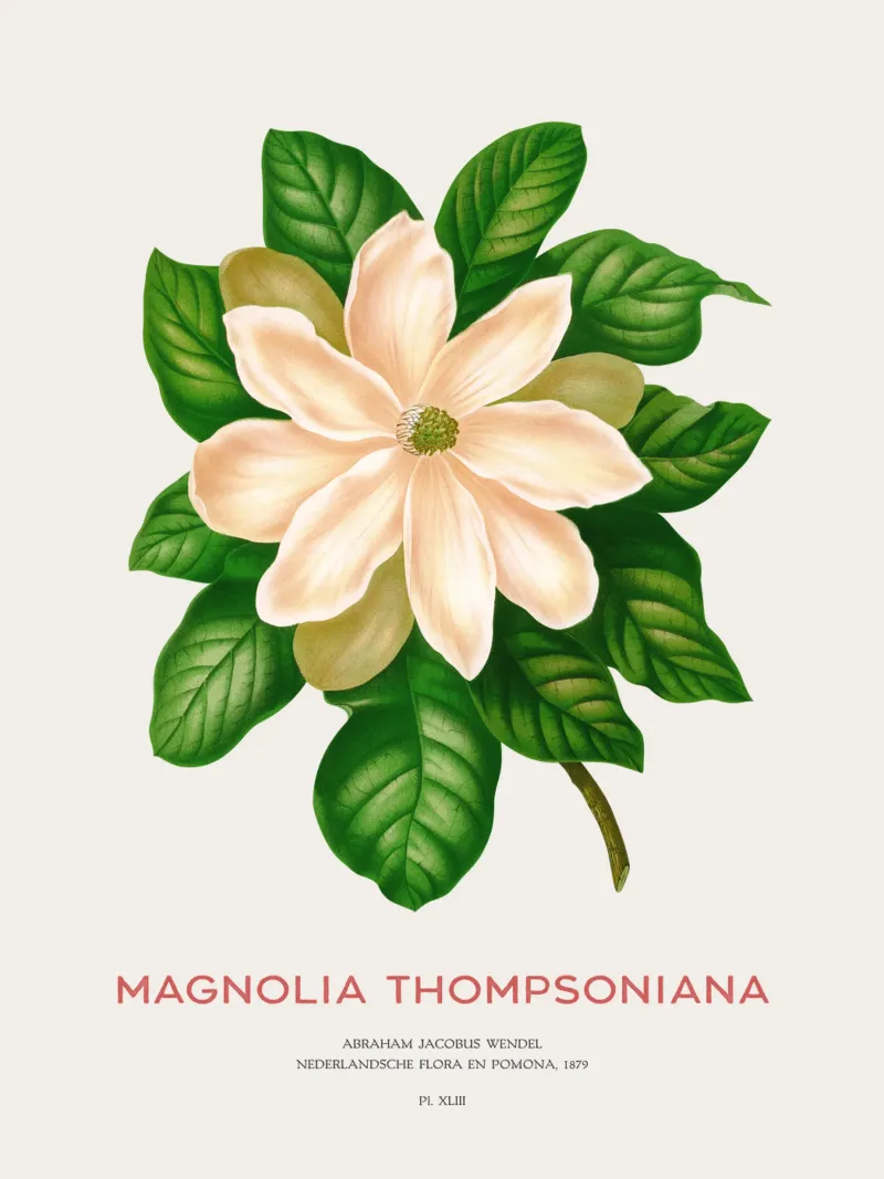 Magnolia or Magnolia Thompsoniana hahnemühle by Vintagrafica
