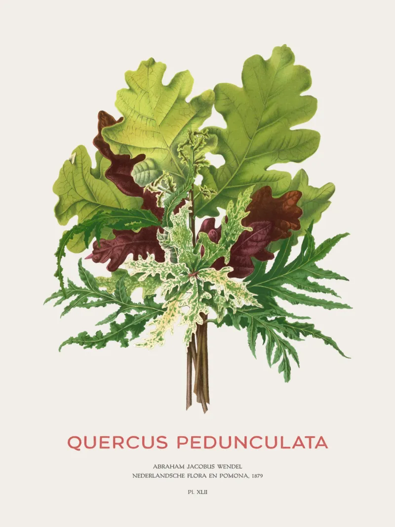 Quercia peduncolata o Quercus pedunculata pellicola backlit da Vintagrafica