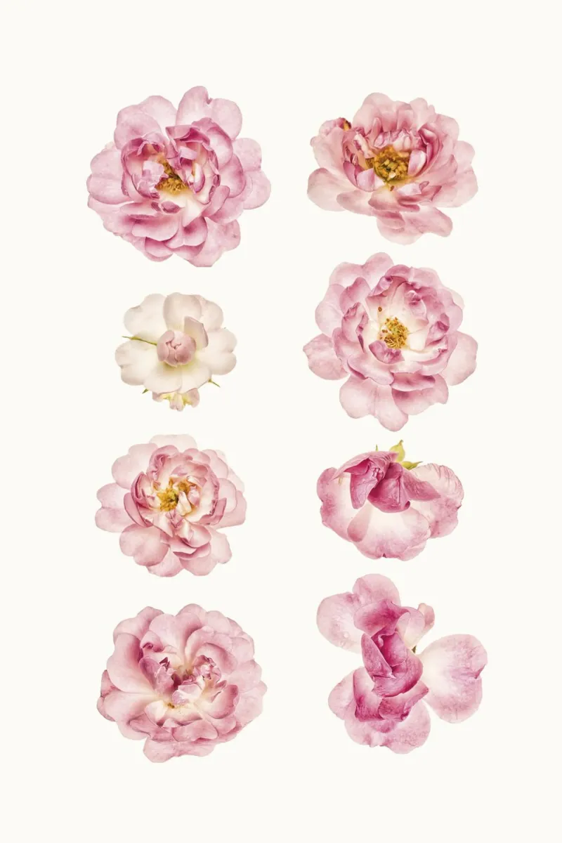 Fascino Petite: Mini rose selvatiche rosa poster con telaio in plastica da Curious Collections by Marielle Leenders