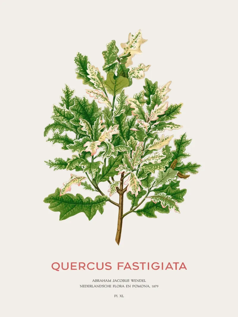Quercia peduncolata o Quercus fastigiata pellicola backlit da Vintagrafica