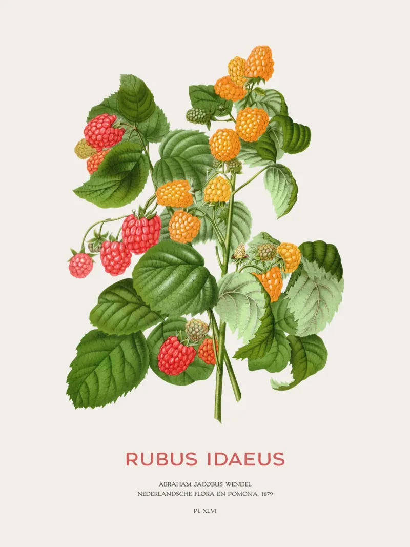 Lampone rosso o Rubus idaeus pellicola backlit da Vintagrafica