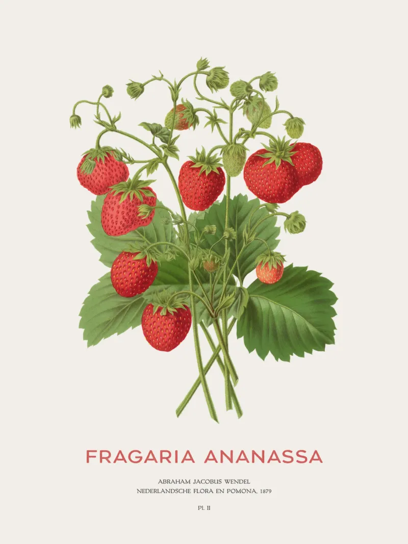 Gartenerdbeere oder Fragaria ananassa Hahnemühle von Vintagrafica
