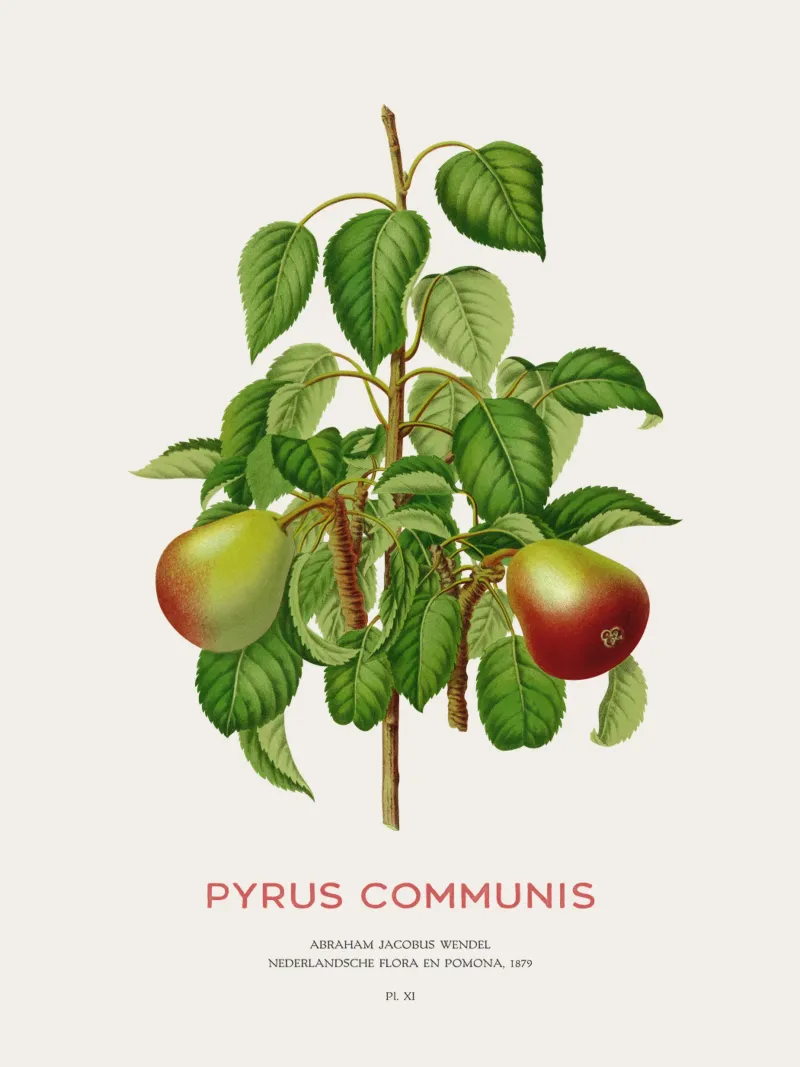 Pero comune o Pyrus communis pellicola backlit da Vintagrafica