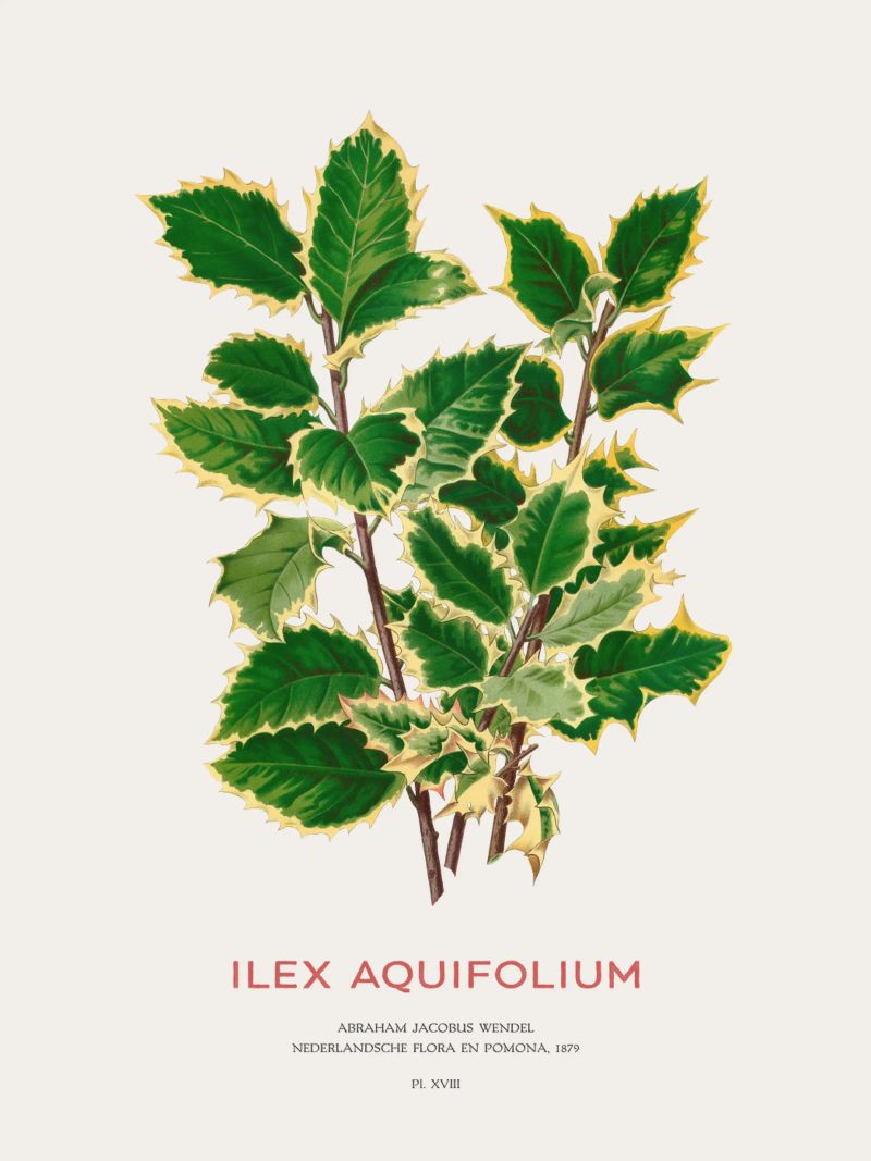 Acebo de Navidad o Ilex aquifolium poster de Vintagrafica