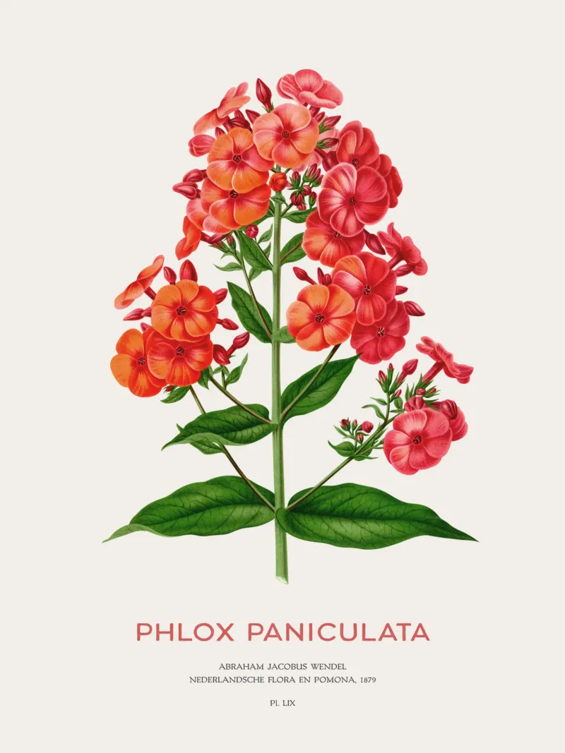 Garten-Phlox oder Phlox paniculata Hahnemühle von Vintagrafica