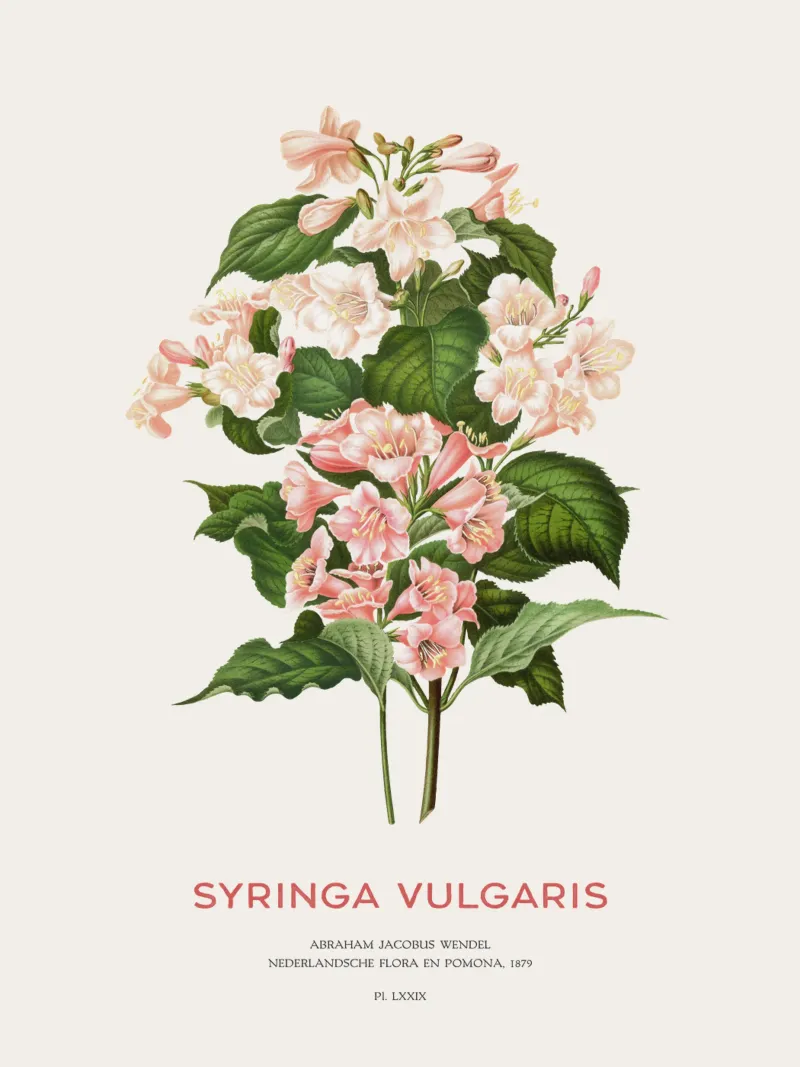 Lillà o Syringa vulgaris pellicola backlit da Vintagrafica