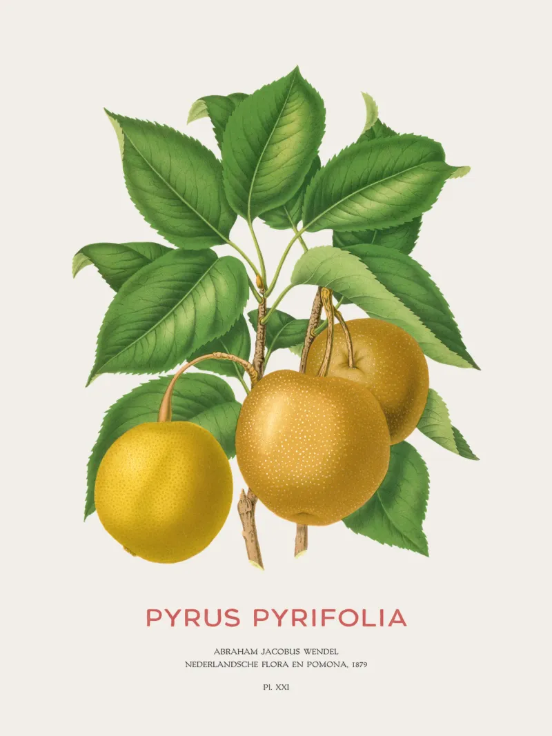 Japanese pear or Pyrus pyrifolia alu-dibond by Vintagrafica