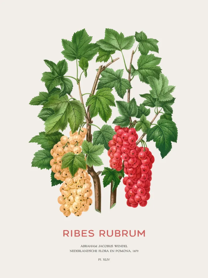 Ribes rosso o Ribes rubrum pellicola backlit da Vintagrafica