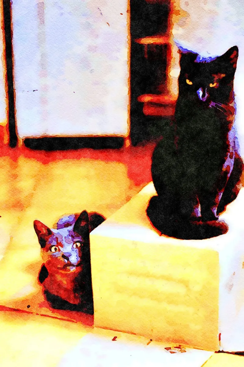 Gatto nero e gatto grigio in acquerello pellicola backlit da Massimo Frascogna