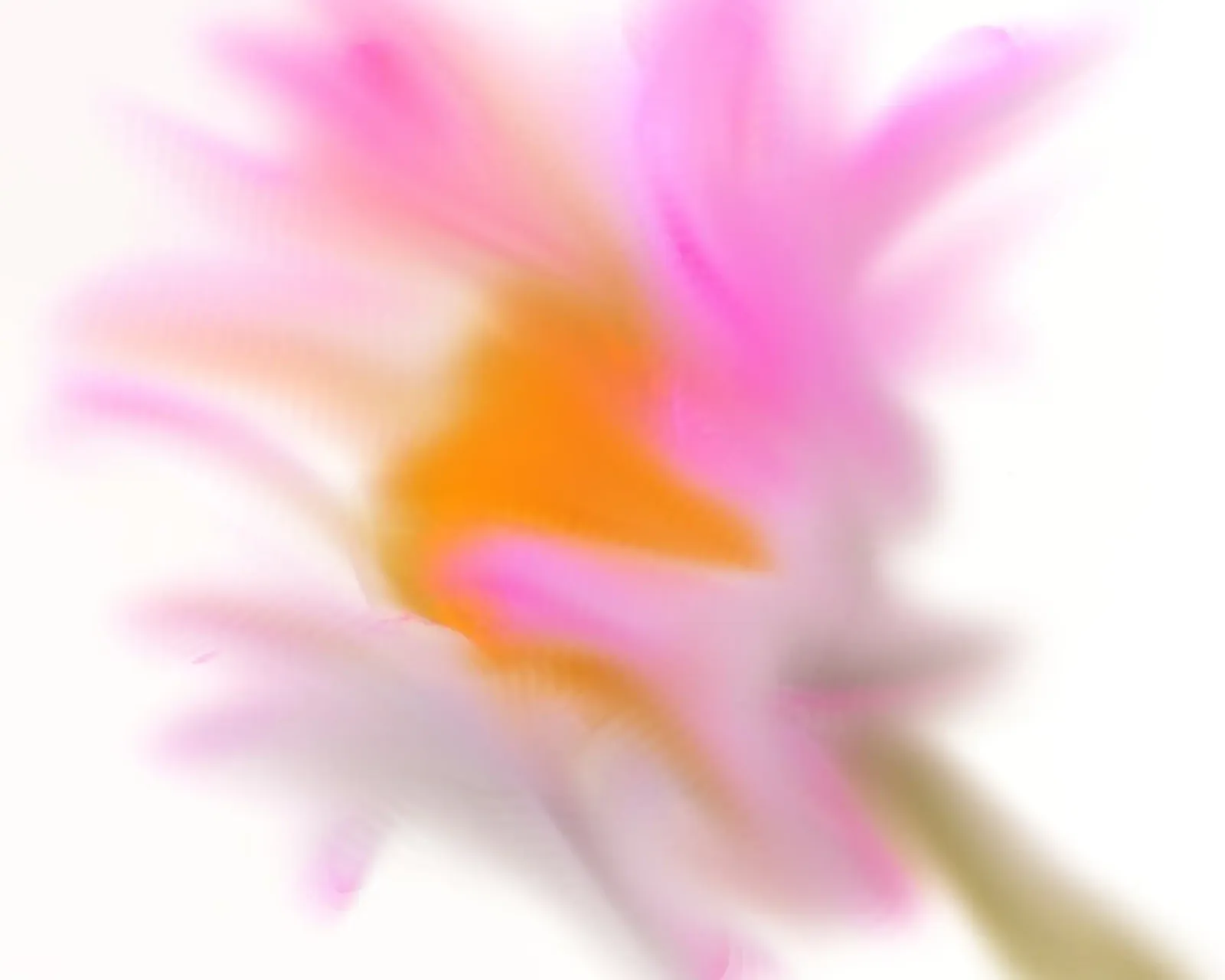 Fiore rosa, dipinto in modo simile all'acquerello pellicola backlit da Something for you