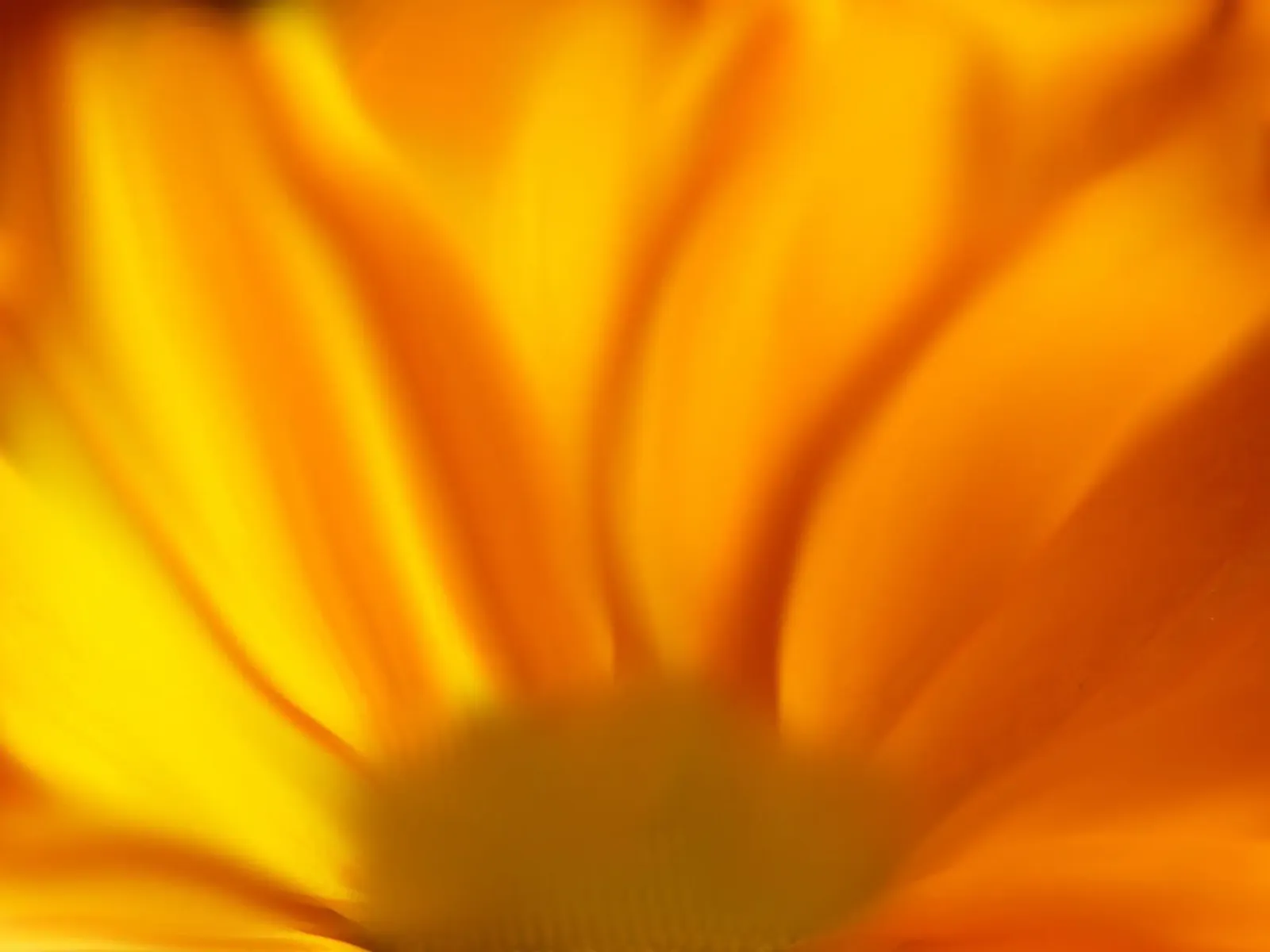Fiore giallo, simile all'acquerello pellicola backlit da Something for you